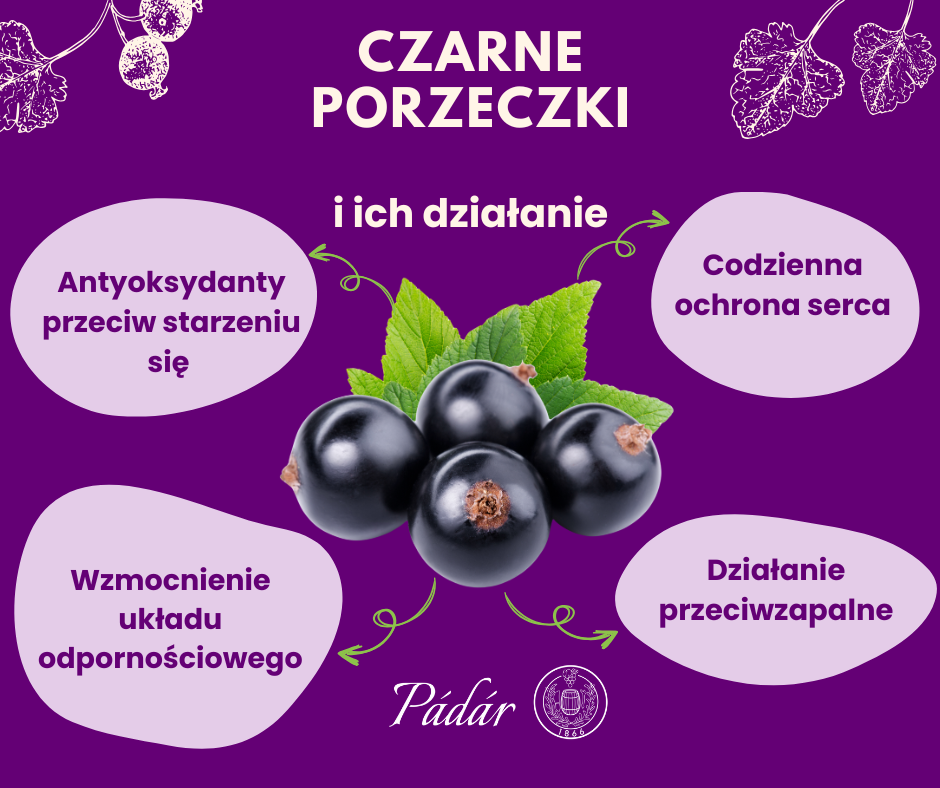 padar infografika pl